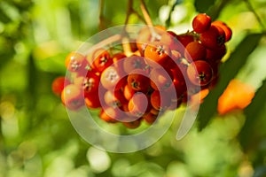 viburnum fruits on the bush in the garden