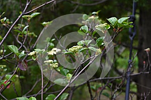 Viburnum japonicum flowers. Adoxaceae evergreen tree.