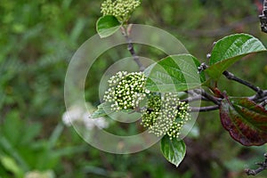 Viburnum japonicum flowers. Adoxaceae evergreen tree. photo