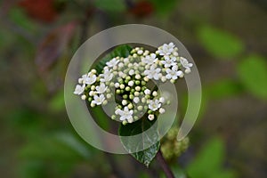 Viburnum japonicum flowers. Adoxaceae evergreen tree. photo