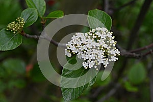 Viburnum japonicum flowers. Adoxaceae evergreen tree. photo