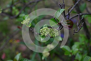 Viburnum japonicum flowers. Adoxaceae evergreen tree. photo