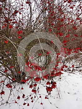 Viburnum. Kalina red in the snow in winter.