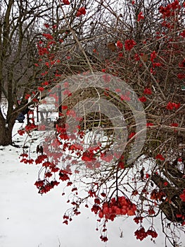 Viburnum. Kalina red in the snow in winter.