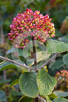 Viburnum lantana