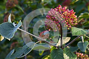 Viburnum lantana