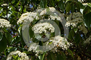 Viburnum lantana, the wayfarer or wayfaring tree plant