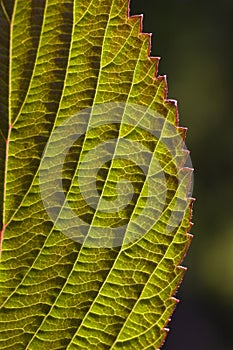 Viburnum Leaf Backlit