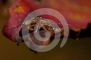 Viburnum leaf beetle, Pyrrhalta viburni