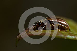 Viburnum leaf beetle, Pyrrhalta viburni