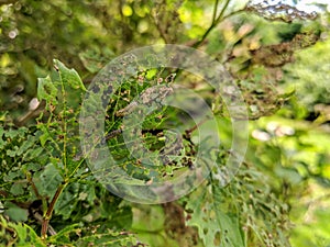 Viburnum leaf beetle, Pyrrhalta viburni, larva and damaged leaves.