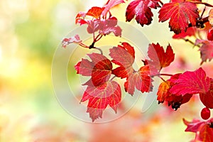 Viburnum leaves in autumn sunshine