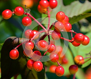 Viburnum opulus