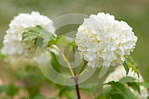 Viburnum opulus