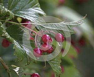 Viburnum opulus