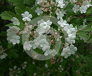 Viburnum opulus