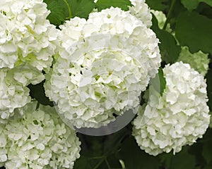 Viburnum opulus