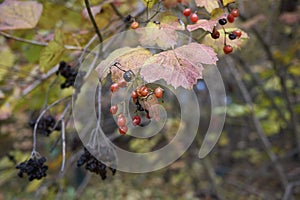 Viburnum opulus  in Autumn