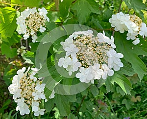 Viburnum opulus photo