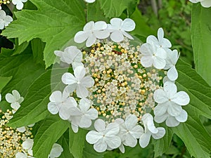 Viburnum opulus