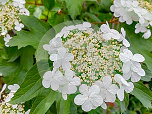 Viburnum opulus photo