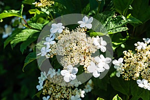 Viburnum Opulus flower corymb