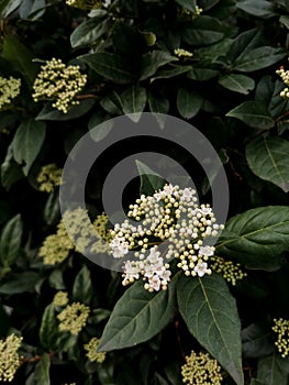 Viburnum opulus, guelder rose blossom at garden