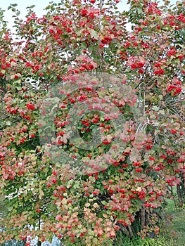 Viburnum opulus plant