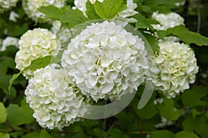 Viburnum opulus, which blooms white ball-shaped flowers in the garden. photo