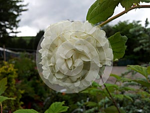 Viburnum opulus 'Roseum'