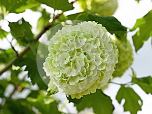 Viburnum opulus 'Roseum'