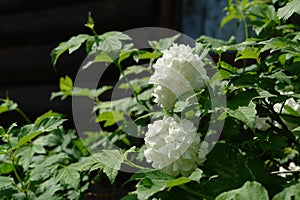 Viburnum opulus `Roseum` European Cranberrybush, Guelder Rose, Cramp Bark blooming in a garden in the early summer, close-up