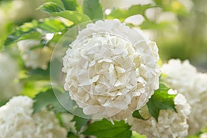 Viburnum opulus Roseum or Snowball flowers in garden photo