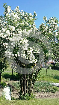 Viburnum Opulus Roseum - snowball tree