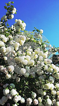 Viburnum Opulus Roseum - snowball tree