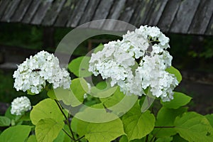 Viburnum opulus roseum or snowball tree white flowers with green foliage