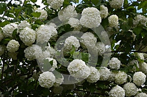 Viburnum opulus roseum or snowball tree white flowers with green foliage