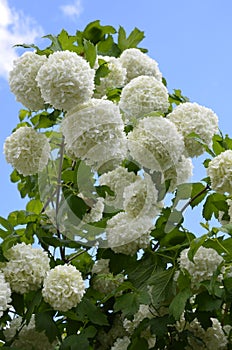 Viburnum opulus roseum or snowball tree white flowers with green foliage