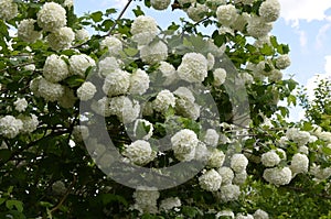 Viburnum opulus roseum or snowball tree white flowers with green foliage