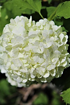 Viburnum Opulus, Roseum, white Snowball in blossom