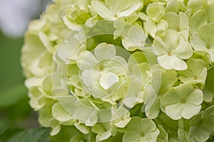 Viburnum opulus (Snowball)