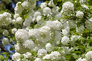 Viburnum opulus - white snowball like flowers