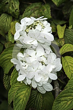 Viburnum plicatum forma tomentosum `Shasta`