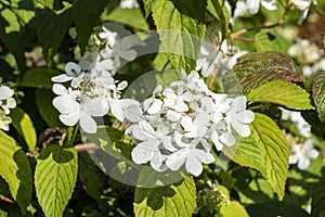 Viburnum plicatum forma tomentosum `Shasta`