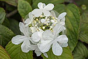 Viburnum plicatum forma tomentosum `Shasta` photo