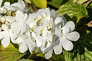 Viburnum plicatum forma tomentosum `Shasta` photo