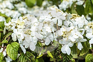 Viburnum plicatum forma tomentosum `Shasta` photo