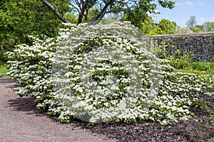 Viburnum plicatum forma tomentosum `Shasta` photo