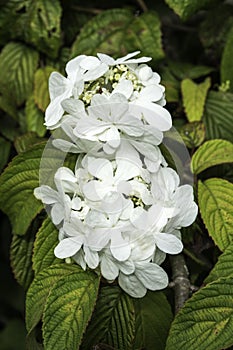 Viburnum plicatum forma tomentosum `Shasta` photo