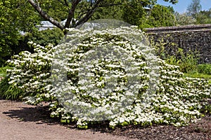 Viburnum plicatum forma tomentosum `Shasta` photo